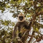 tufted gray langur monkey sitting in a tree captured during afternoon safari