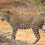 Yala leopard captured during evening yala safari