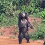 Yala Sloth bear